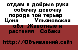 отдам в добрые руки собачку девочку порода той терьер › Цена ­ 10 - Ульяновская обл. Животные и растения » Собаки   
